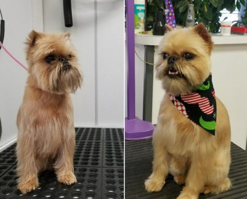 wagging tails grooming