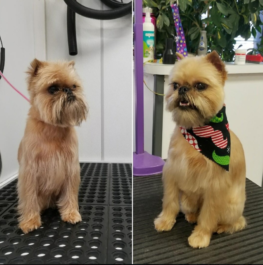 wagging tails ( before and after grooming pic)